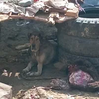 سگ ماده دَل