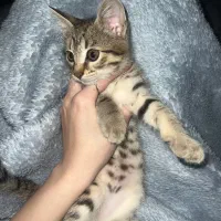 واگذاری رایگان