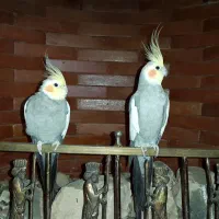 فروش ۵ عروس هلندی خونگی|پرنده|زابل, |دیوار