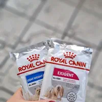 غذا و پوچ سگ و گربه