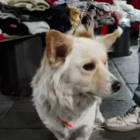 سگ اشپیتز (آلمانی ) مدل روباحی