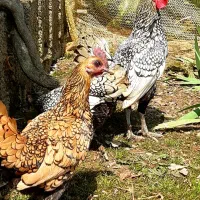 جوجه سیبرایت