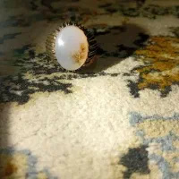 انگشتر شجر تک درخت رکاب کار دست