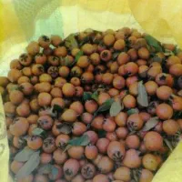 کندس جنگلی(ازگیل جنگلی)