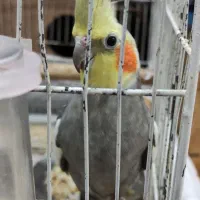 جفت عروس هلندی|پرنده|رشت, یخسازی|دیوار