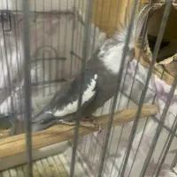 عروس هلندی|پرنده|بندر کنگان, |دیوار