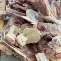 اشغال مرغ غذای سگ
