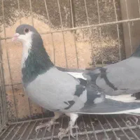 نروماده خرقه وواز|پرنده|اصفهان, حصه جنوبی|دیوار