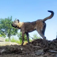 واگذاری سگ نژاد کانگال سرابی ذات قدیم