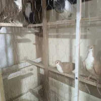 کفتر|پرنده|کرج, حیدرآباد|دیوار