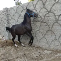 کره ماده قاراکهر دوسال و نیم