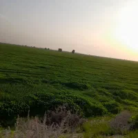 اجاره-زمین-زراعی-شبانکاره-روستای-چهل-زرعی-عجم