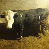 گاو و گوساله