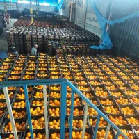 بزرگترین عرضه کننده انواع پرتقال نارنگی،پیج