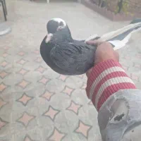 کبوتر|پرنده|بافت, |دیوار