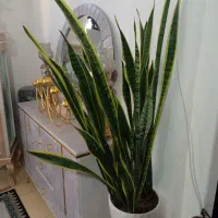 زاموفیلا وسانسوریا