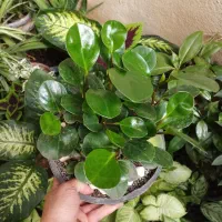 گلهای طبیعی وزیبا|گل و گیاه طبیعی|ایلام, |دیوار