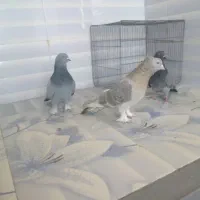 سبزوسوسنی قدیمی بازیکن