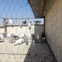 کفتر پرشی|پرنده|محمدیه-قزوین, |دیوار