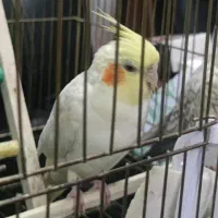 عروس هلندی ماده لوتینو|پرنده|تهران, وصفنارد|دیوار