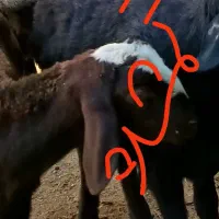 گوسفند امروز تو چهارشنبه بازار گمشده