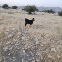 بز/کهره