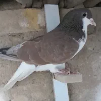 کفتر سوراخ نر گلی امری خال سیاه