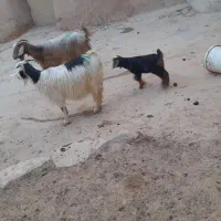 دو راس بز بزغاله