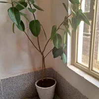 گل فیکوس بزرگ