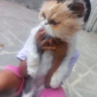 گربه خونگی قیمت مناسب