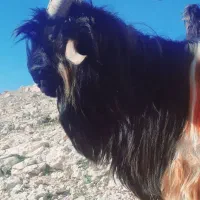 فروش اصل مال دوبر روزگاری