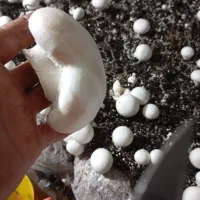 استخدامی خانم برای چیدن قارچ