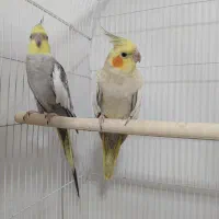 ی جفت عروس هلندی با جوجه