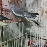 عروس هلندی|پرنده|میرجاوه, |دیوار