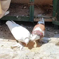 کبوتر سالم جوان راعبی
