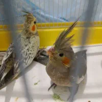 عروس هلندی