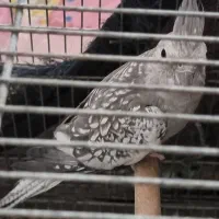 عروس هلندی|پرنده|لار, |دیوار