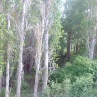 خرید چوب خشک و تر چنار ضایعات شهر ترک