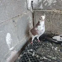 شازده سرخ ماده پرشی|پرنده|رودان, |دیوار