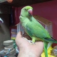 ملنگو ماده رام سخنگو