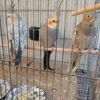 دو جفت عروس هلندی مولد