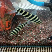 بارب زندانی  و  پیکاک