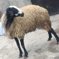 بره نرجهت قربانی وجهت قوچی نژاد مختلف جوان