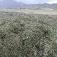 شبدر خشک و خیلی تمیز بدونه گیاه