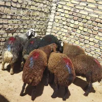 قوچ بره ماده جهت داشتی میش وشیشک