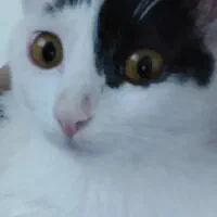 گربه گمشده ماده