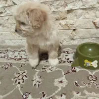 واگذاری سگ شیتزو|سگ|رباط‌کریم, الارد|دیوار