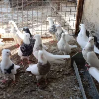 22 تا طوقی الماسی زرین سرکه ای کارتونی|پرنده|بندر ماهشهر, |دیوار