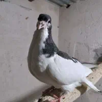 ساده|پرنده|فریمان, |دیوار