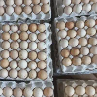 تخم مرغ بومی (محلی)|خوردنی و آشامیدنی|اصفهان, کشاورزی|دیوار